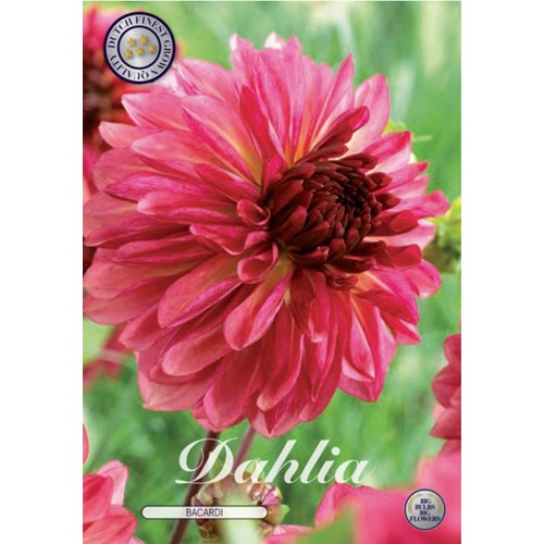 Dahlia, Bacardi