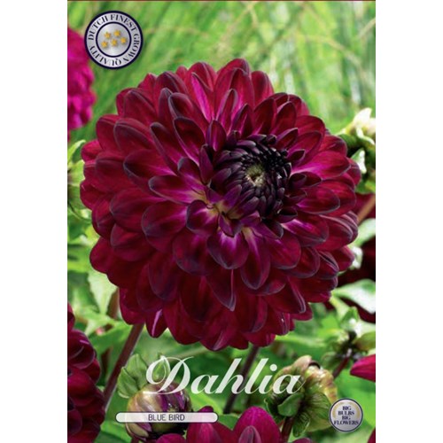 Dahlia, Blue Bird