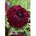 Dahlia, Blue Bird