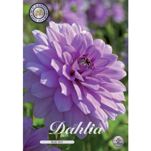 Dahlia, Blue Boy