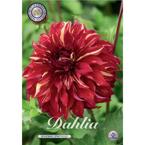 Dahlia, Bohemian Spartacus