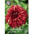Dahlia, Bohemian Spartacus