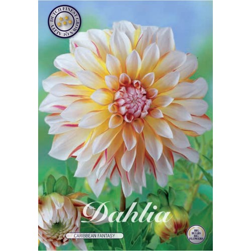 Dahlia, Caribbean fantasy