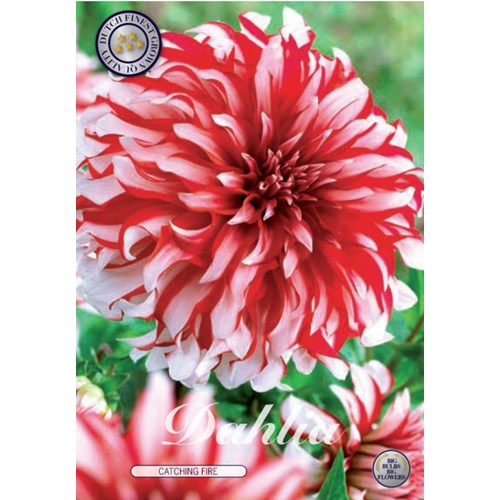 Dahlia, Catching Fire