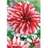 Dahlia, Catching Fire