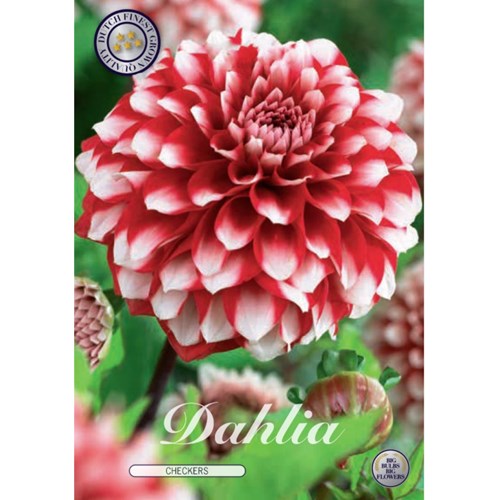 Dahlia, Checkers