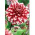 Dahlia, Checkers