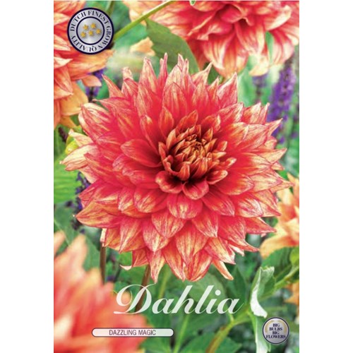 Dahlia, Dazzling Magic