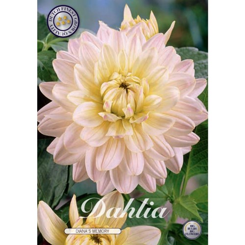 Dahlia, Diana´s Memory