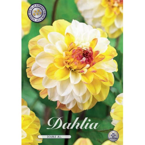 Dahlia, Double Jill
