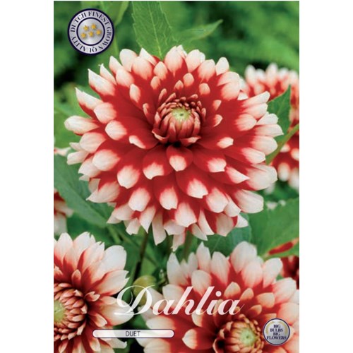 Dahlia, Duet