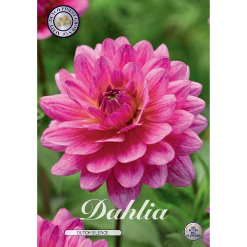 Dahlia, Dutch Silence