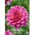 Dahlia, Dutch Silence