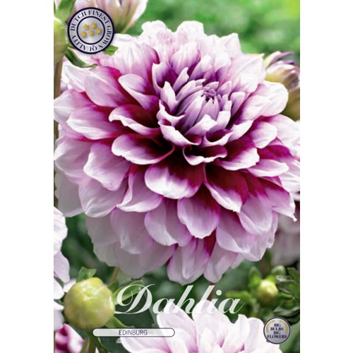 Dahlia, Edinburg