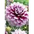 Dahlia, Edinburg
