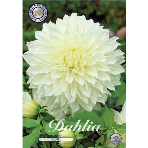 Dahlia, Fleurel