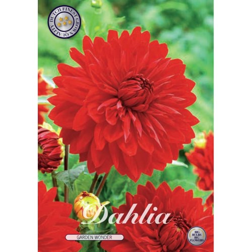 Dahlia, Garden Wonder