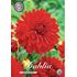 Dahlia, Garden Wonder