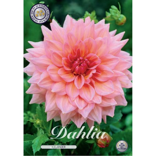 Dahlia, Islander
