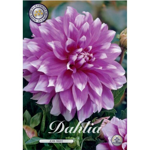 Dahlia, Jean Marie