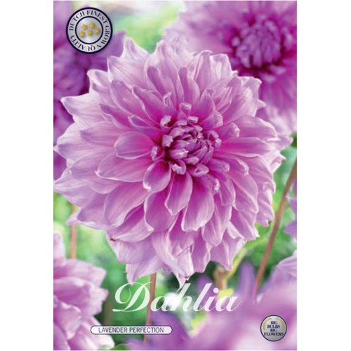 Dahlia, Lavender Perfection