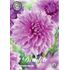 Dahlia, Lavender Perfection