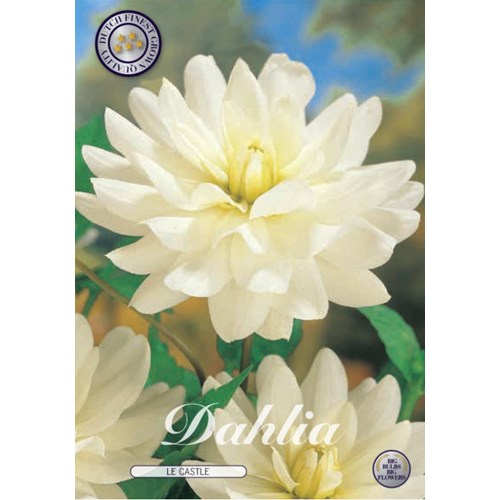 Dahlia, Le Castle
