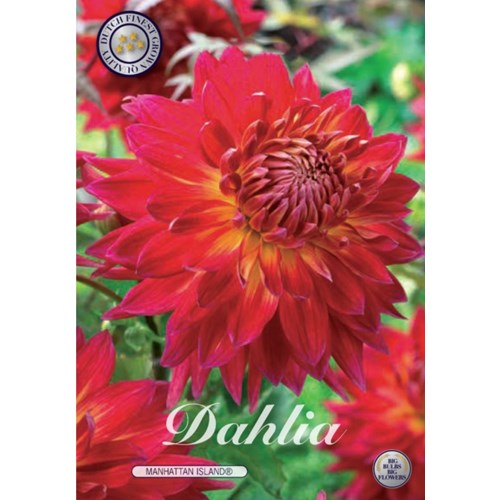 Dahlia, Manhattan Island
