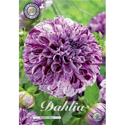 Dahlia, Marble ball