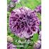 Dahlia, Marble ball