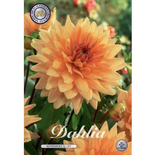 Dahlia, Noordwijks Glory
