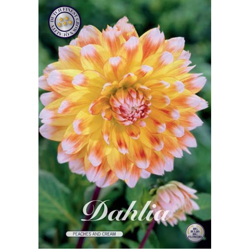 Dahlia, Peaches and Cream