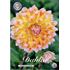 Dahlia, Peaches and Cream