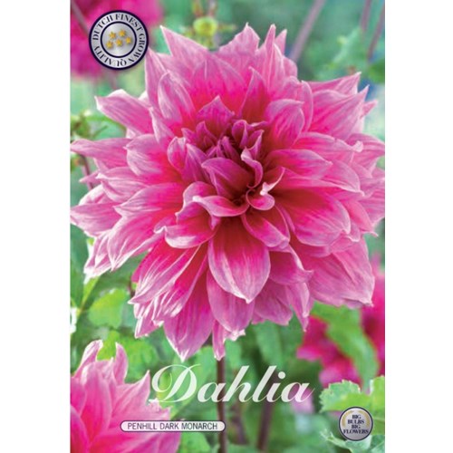 Dahlia, Penhill Dark Monarch