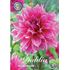 Dahlia, Penhill Dark Monarch