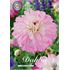 Dahlia, Pink Petticoat