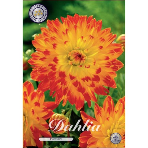 Dahlia, Procyon