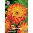 Dahlia, Procyon