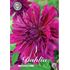 Dahlia, Purple Taiheijo