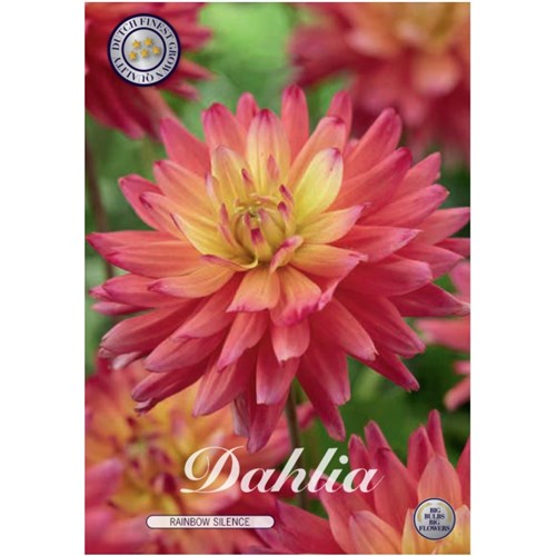Dahlia, Rainbow Silence
