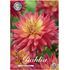Dahlia, Rainbow Silence
