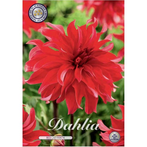 Dahlia, Red Labyrinth