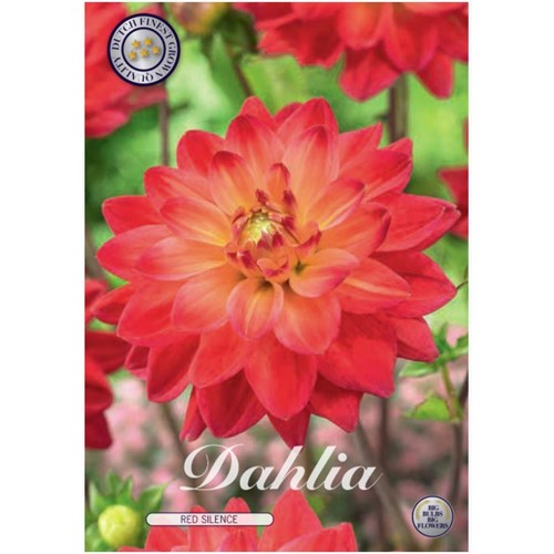 Dahlia, Red Silence
