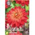 Dahlia, Red Silence