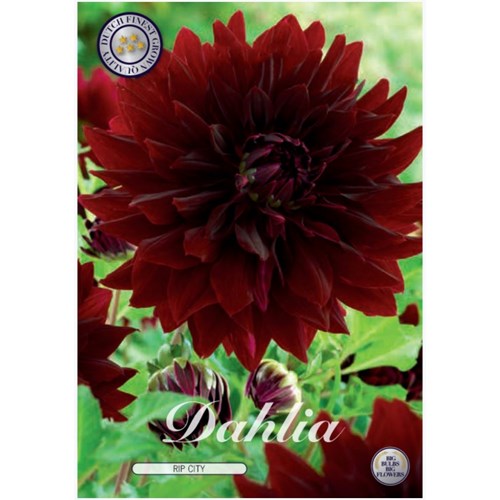 Dahlia, Rip City