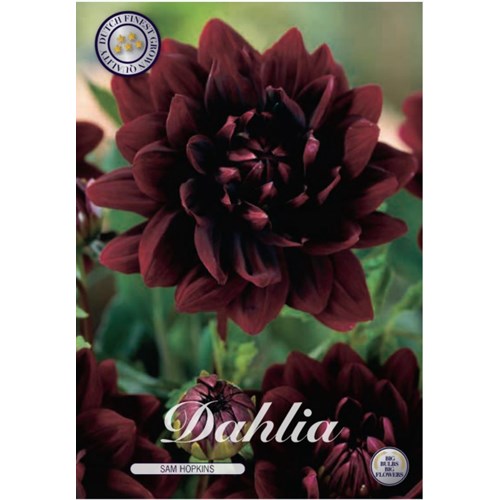 Dahlia, Sam Hopkins