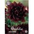 Dahlia, Sam Hopkins
