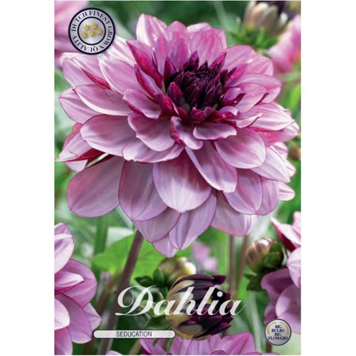 Dahlia, Seducation