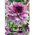 Dahlia, Seducation