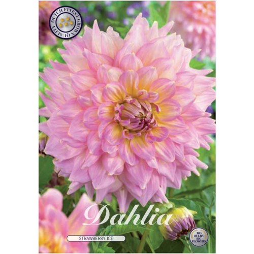 Dahlia, Strawberry Ice